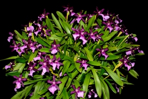 Miltonia Anne Warne Ruth Kelly CCM/AOS 87 pts.